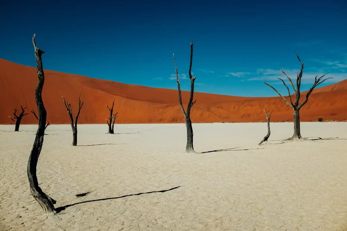 Abgestorbene Bäume vor einer roten Düne im Deadvlei